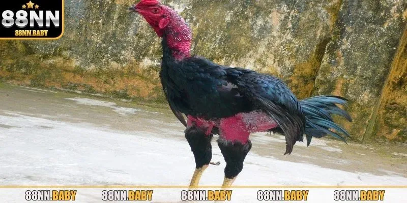 Tìm hiểu thật kỹ giống gà đá