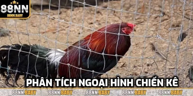 Cách chọn chiến kê khi nhìn ngoại hình