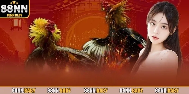 Thông tin về hình thức đá gà 88NN