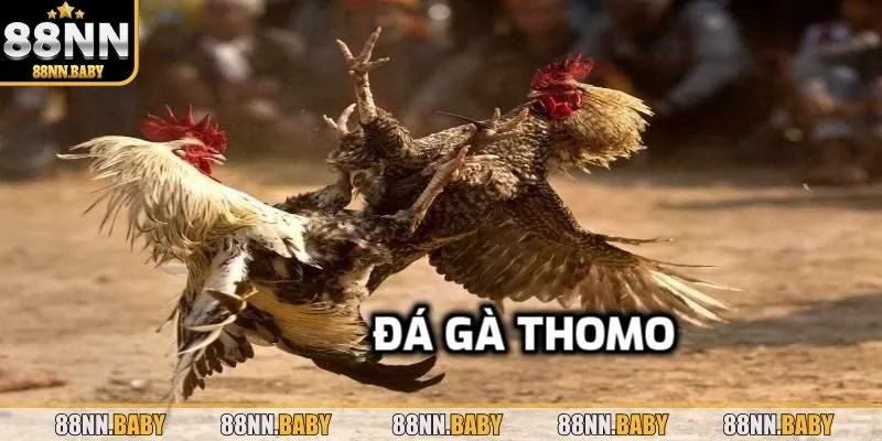 Giới thiệu về nền tảng đá gà thomo tại 88NN