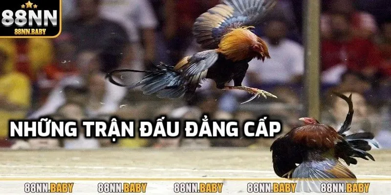 Trường đấu chuẩn, chiến binh vững vàng.