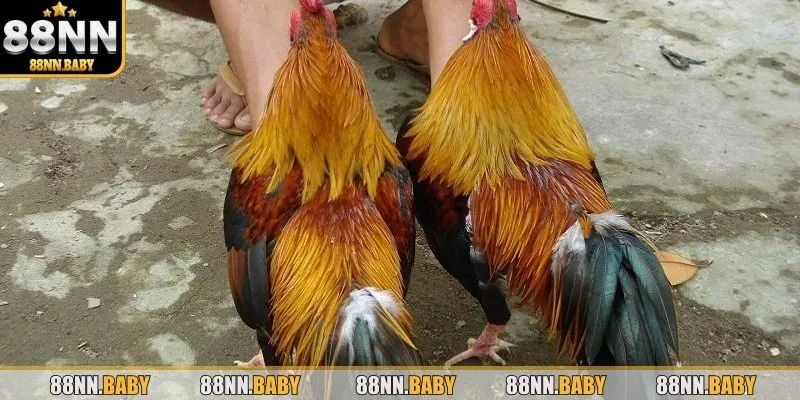 Tìm hiểu về màu lông của chiến kê