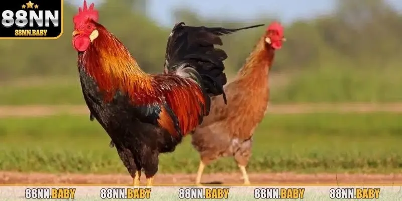 Tìm hiểu về gà chọi thần kê